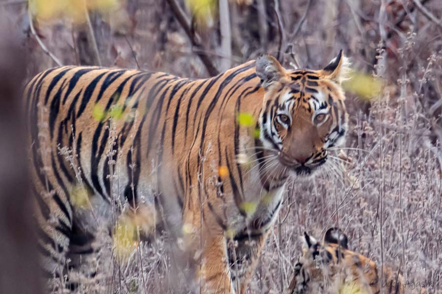 Tigress Zunabai with cub