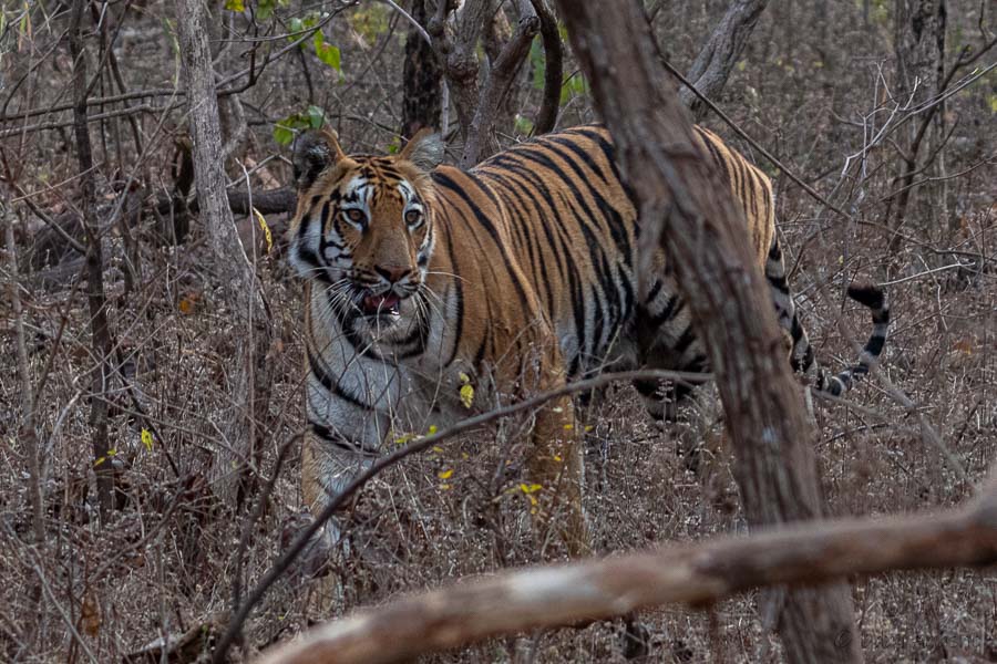 Tigress Zunabai