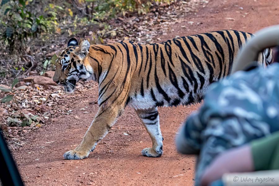 Tigress Zunabai