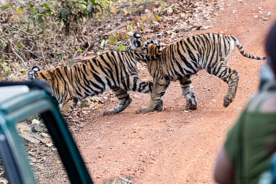 Tiger Cubs