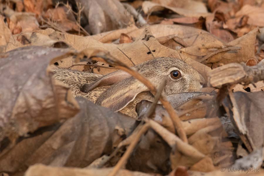 Indian Hare