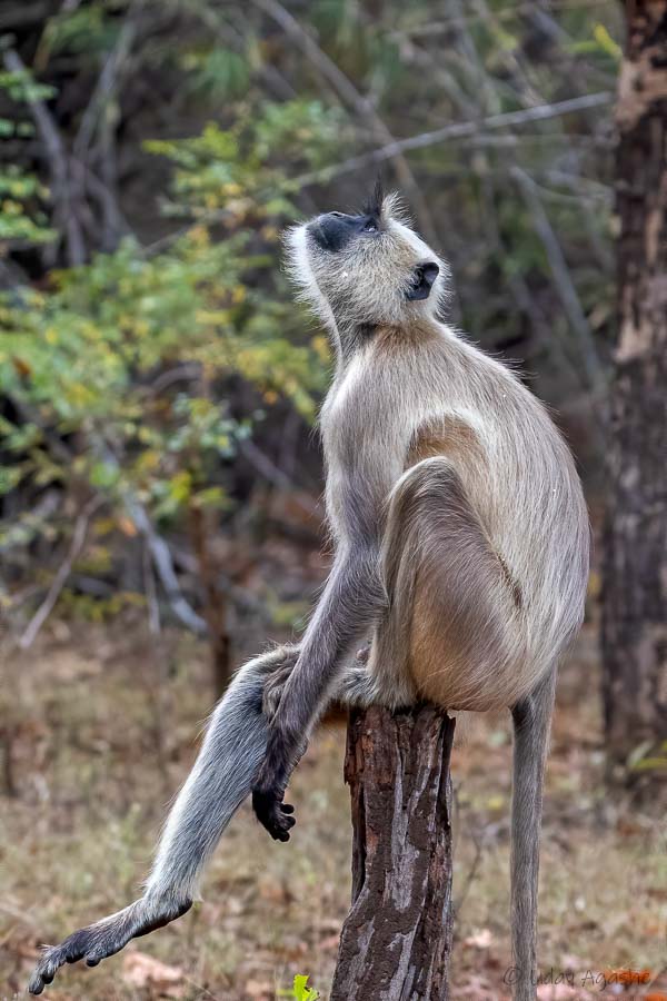 Monkey looking at the sky