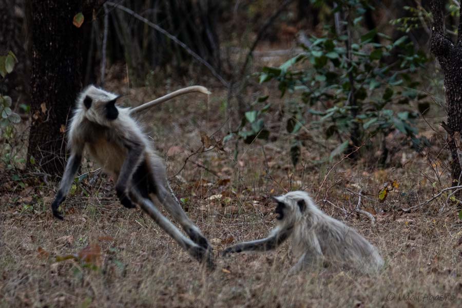 Monkeys playing in the forest