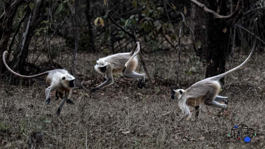 Monkeys playing in the forest