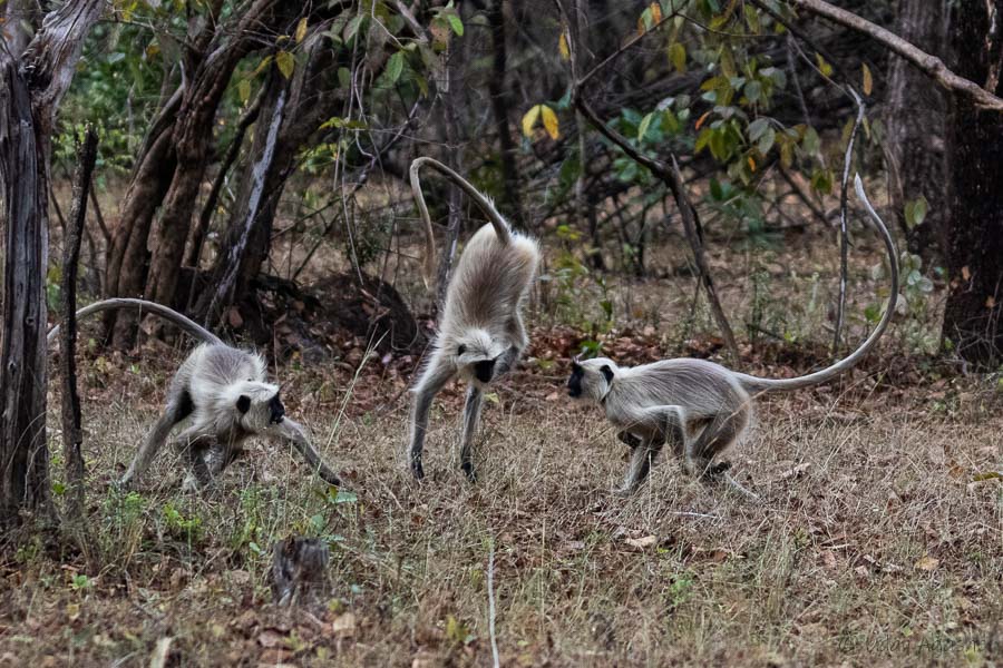 Monkeys playing in the forest