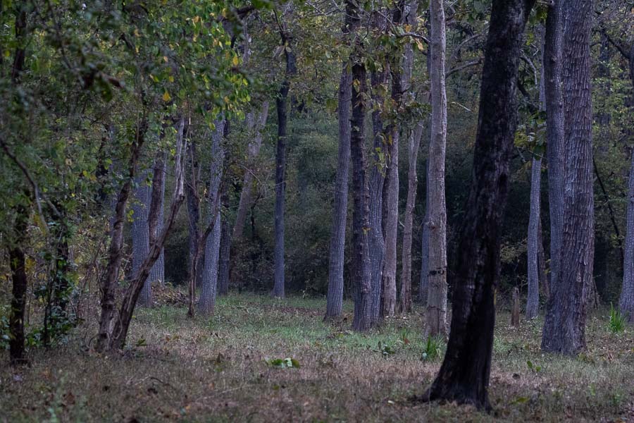 Tadoba Forest Habitat