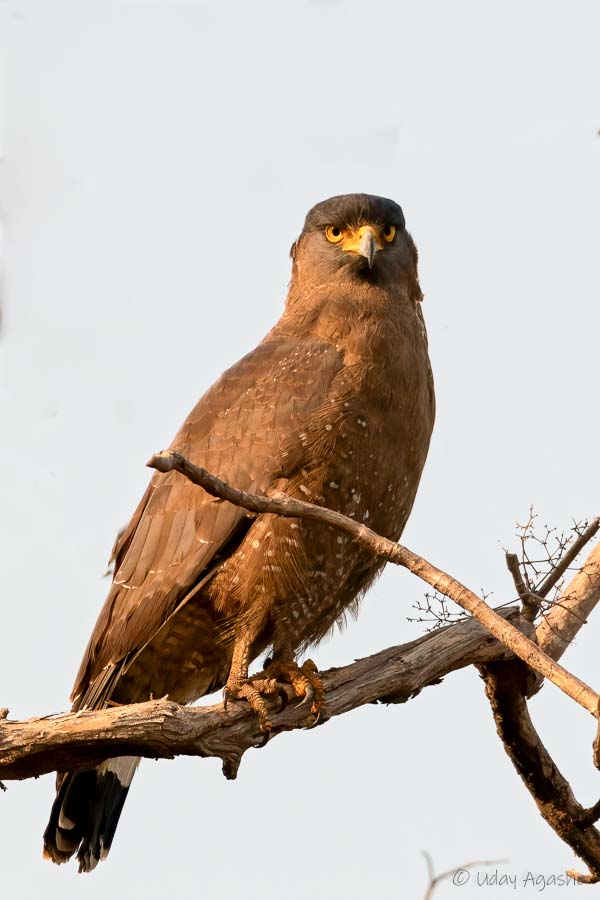 Crested Serpent Eagle