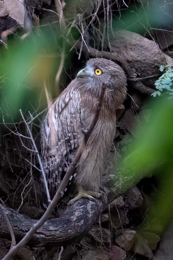 Brown Fish Owl