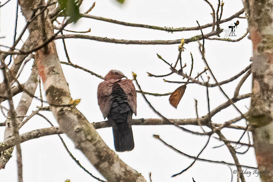 House sparrow - Wikiwand