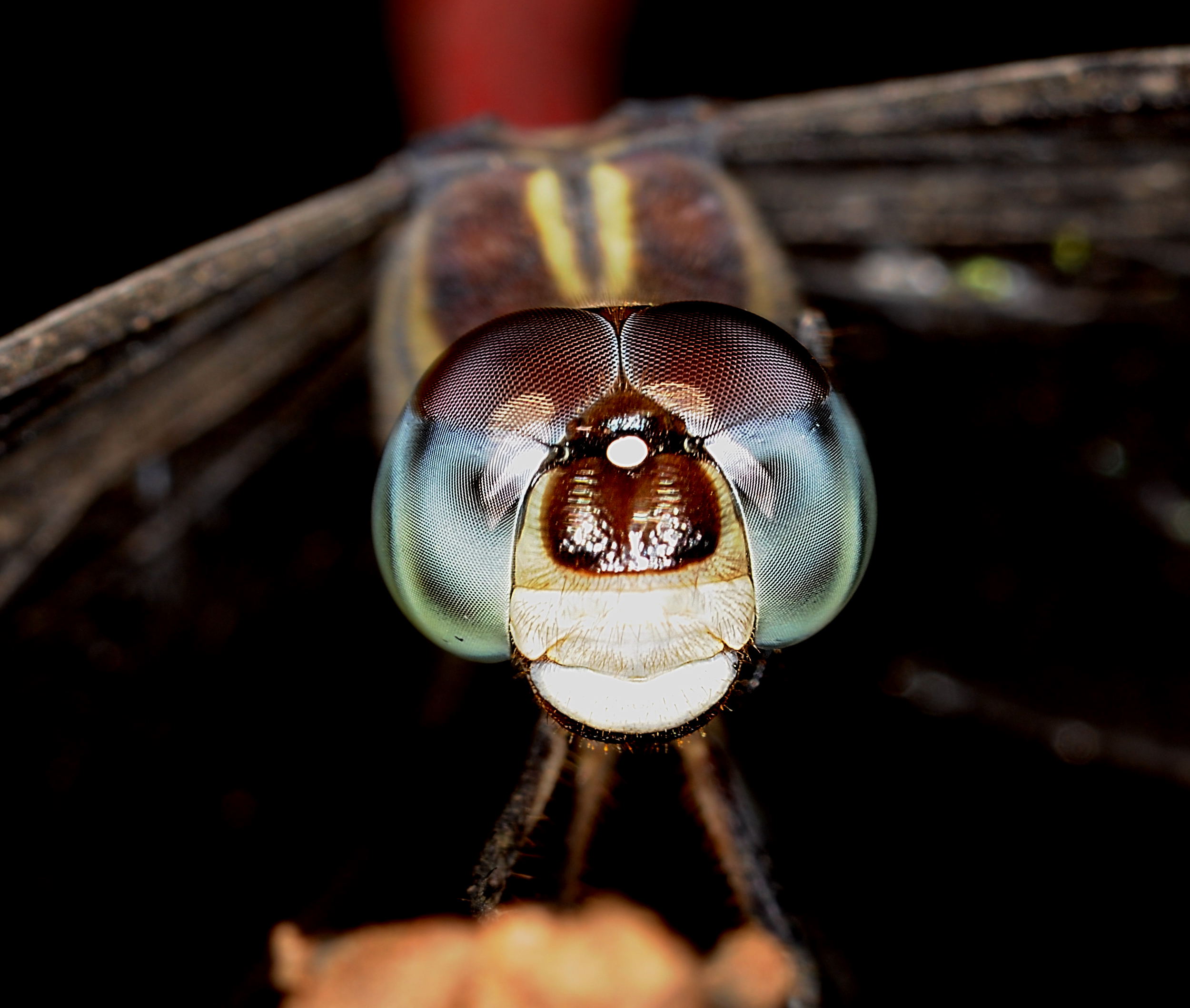 Eye of the Dragon fly