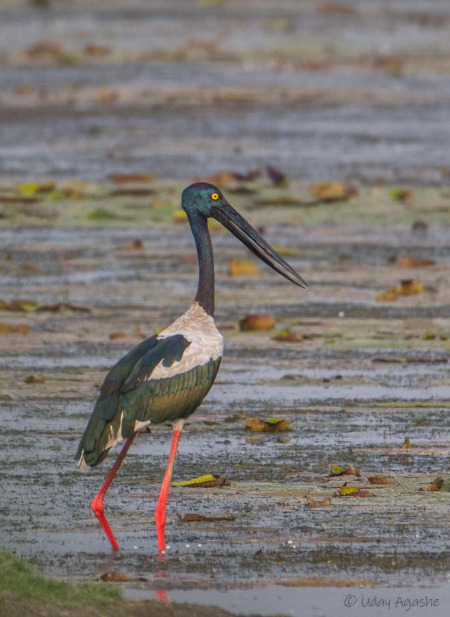 Black-necked Stork