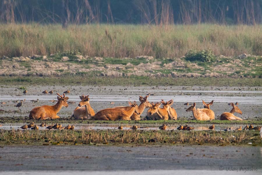 Swamp deer