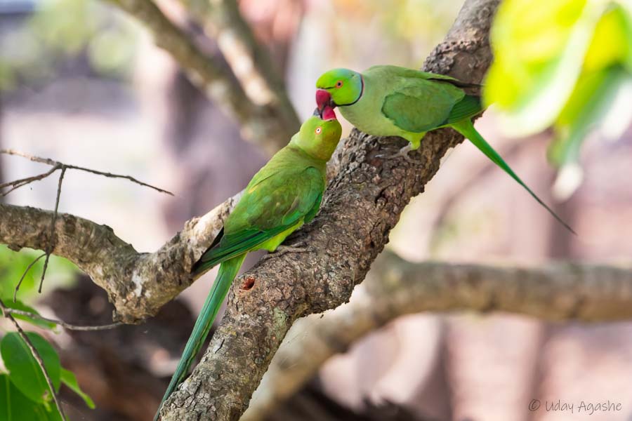 Rose ringed parakeets