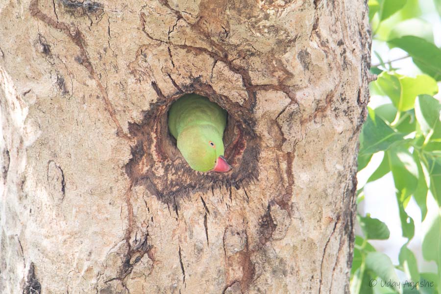 Rose ringed parakeets