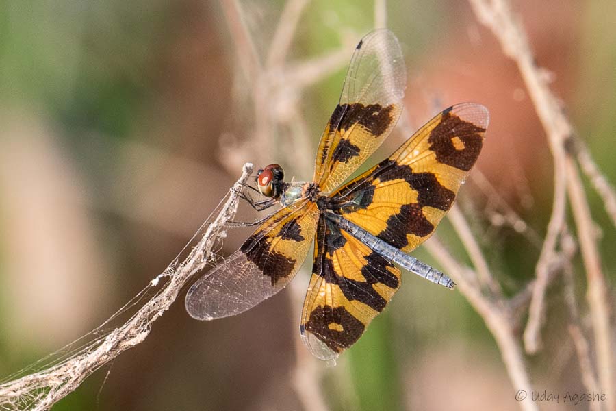 Picture-wing Dragonfly