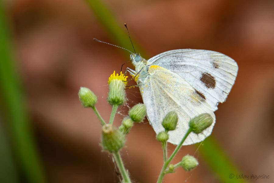 Cabbage-white Butterfly
