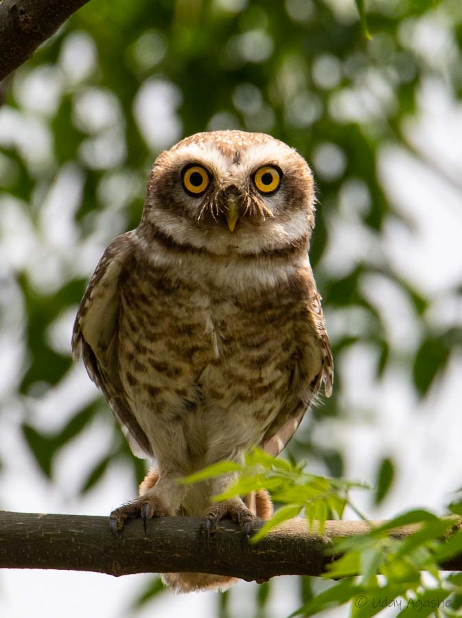 Spotted Owlet