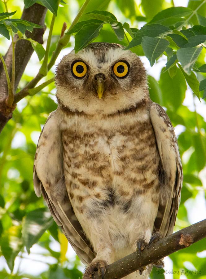 Spotted Owlet