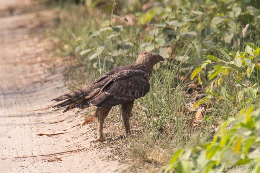 Changeable(Crested) Hawk Eagle