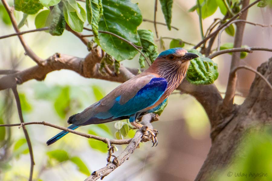 Indian Roller