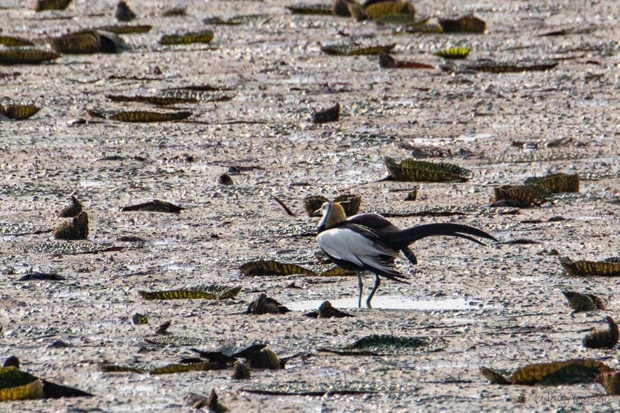 Pheasant tailed Jacana