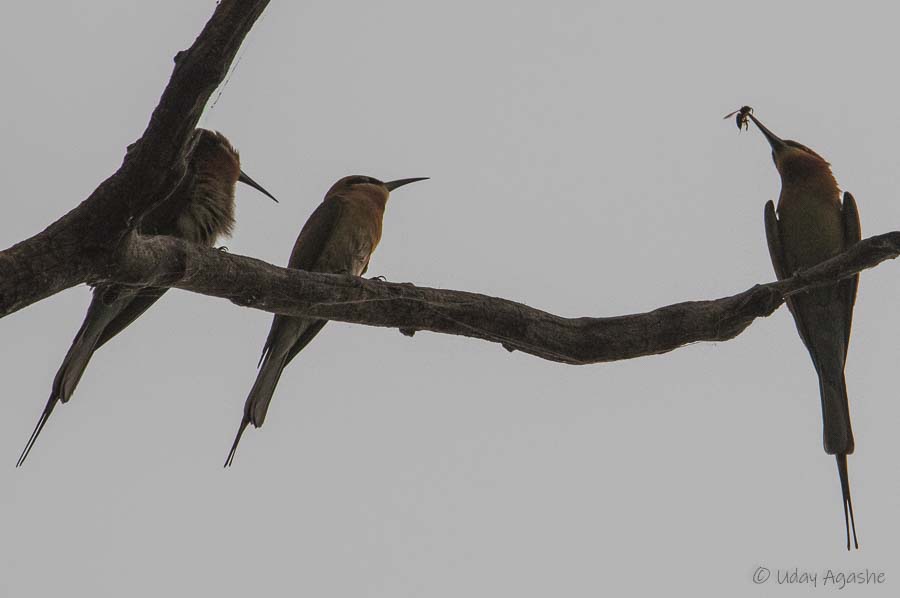 Bee Eaters