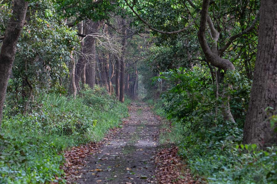 Dudhwa Jungle Habitat