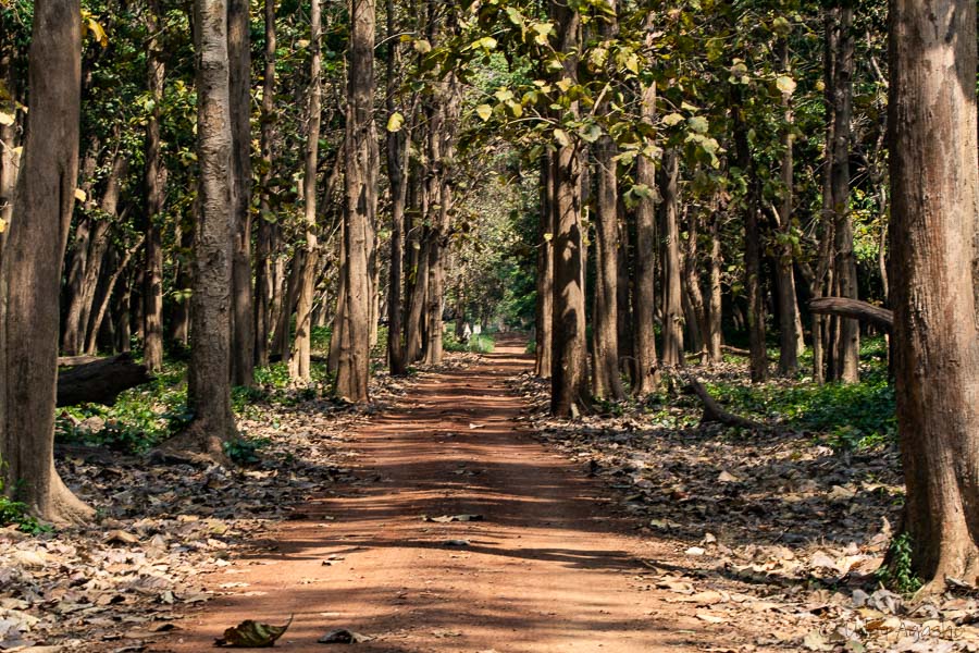 Dudhwa Jungle Habitat