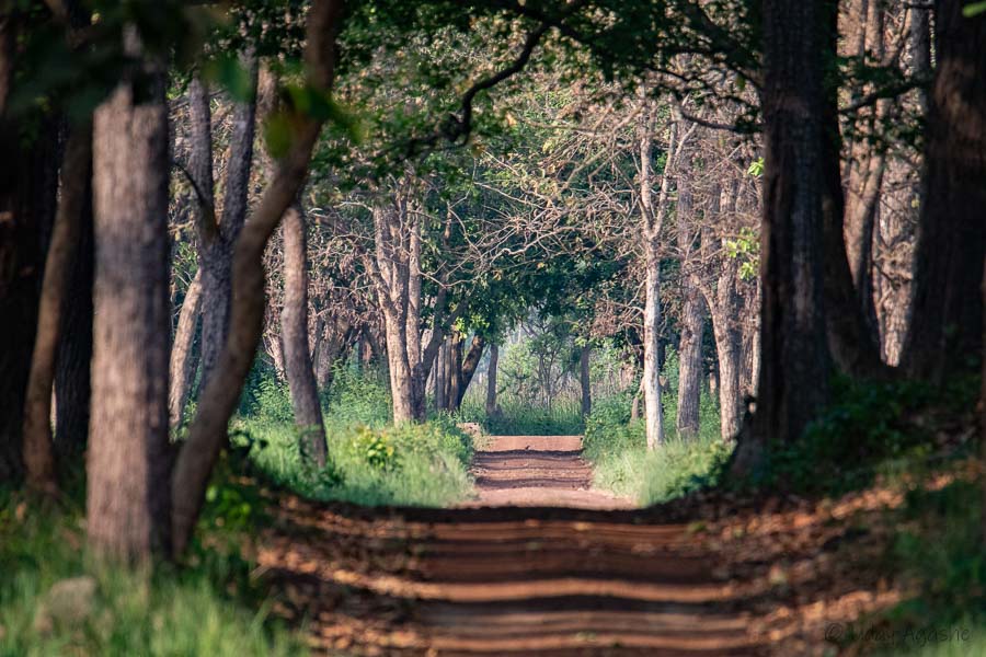 Dudhwa Jungle Habitat