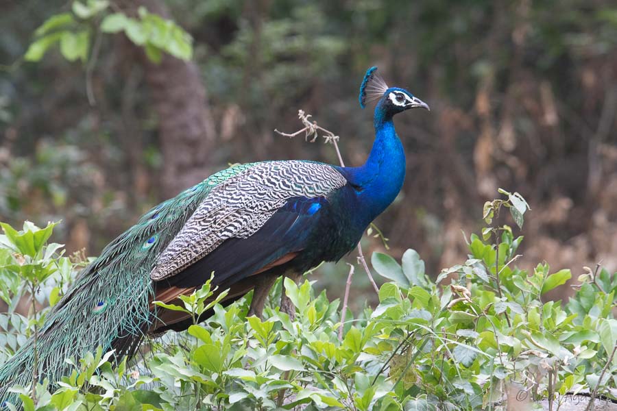 Indian Peafowl