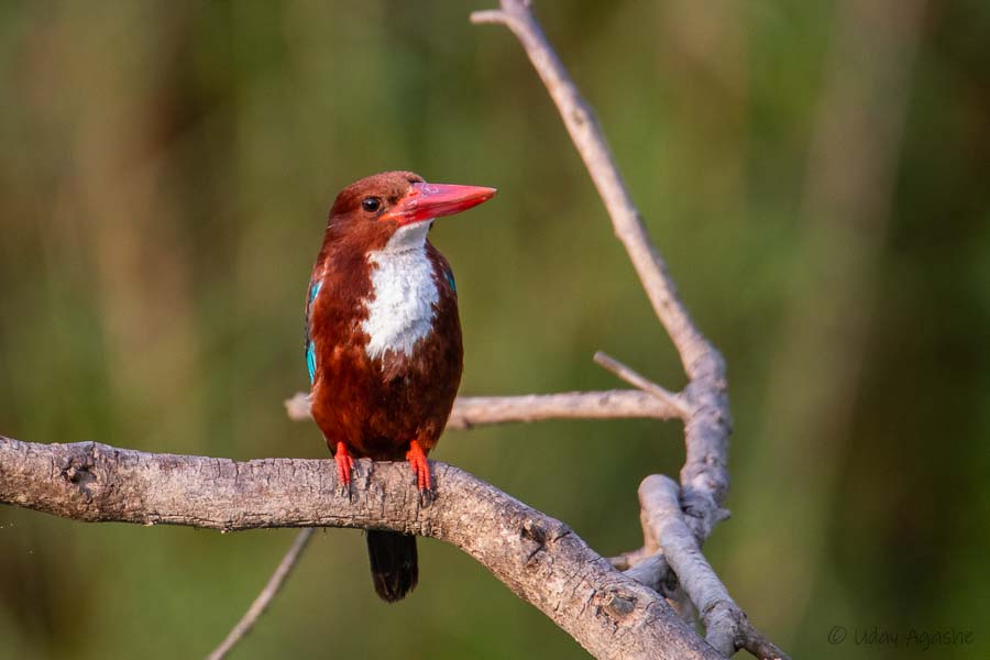 White-throated Kingfishe