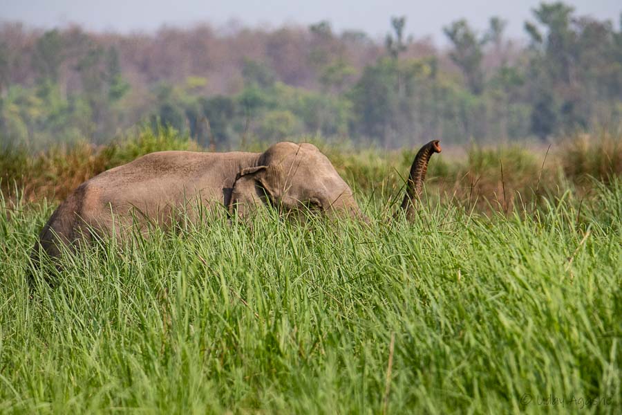 Asian Elephant