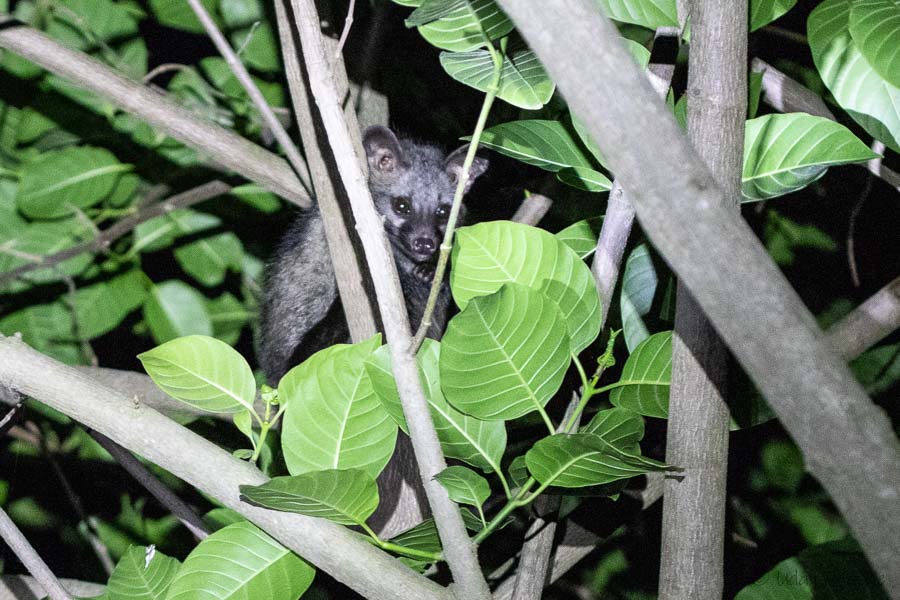 Palm Civet Cat