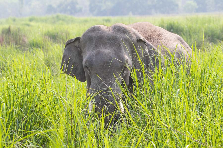 Asian Elephant