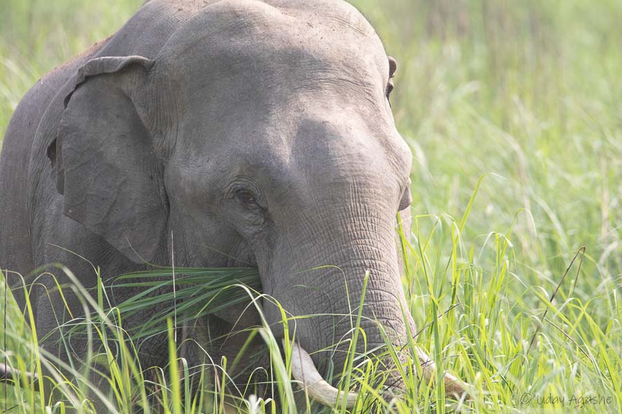 Asian Elephant