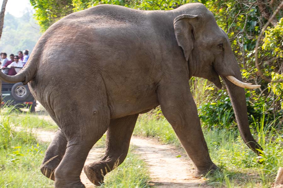 Asian Elephant