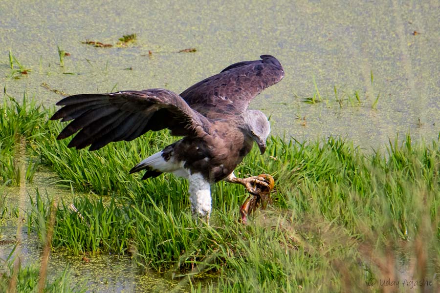 Grey headed Fish Eagle