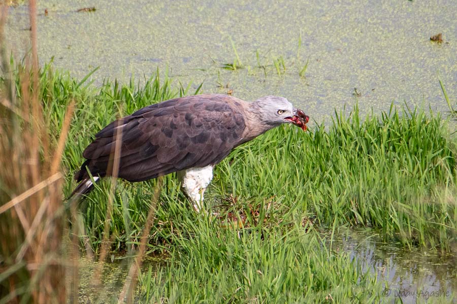 Grey headed Fish Eagle