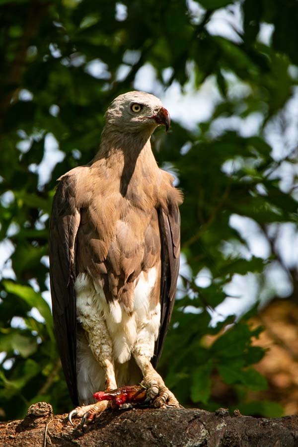 Grey headed Fish Eagle