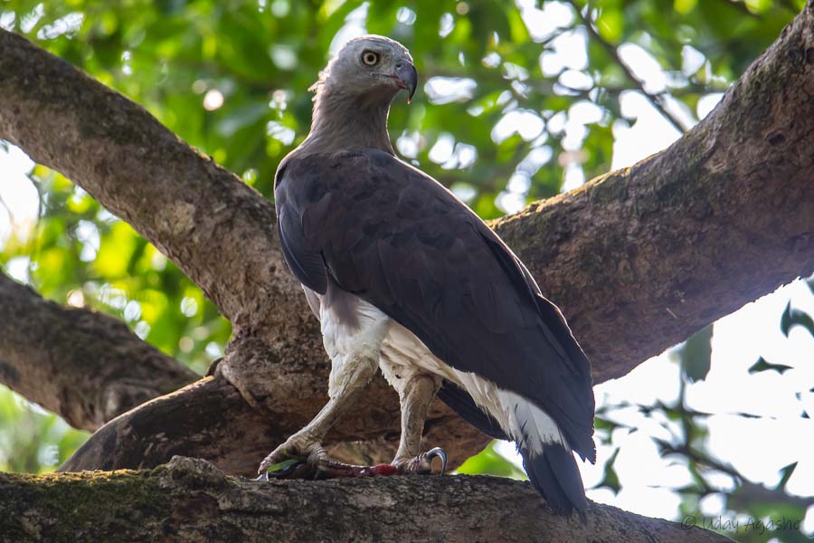 Grey headed Fish Eagle