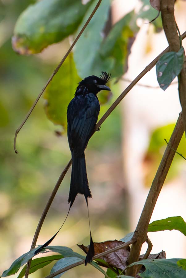 Racket Tailed Drongo