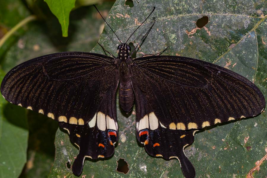 Common Mormon Butterfly