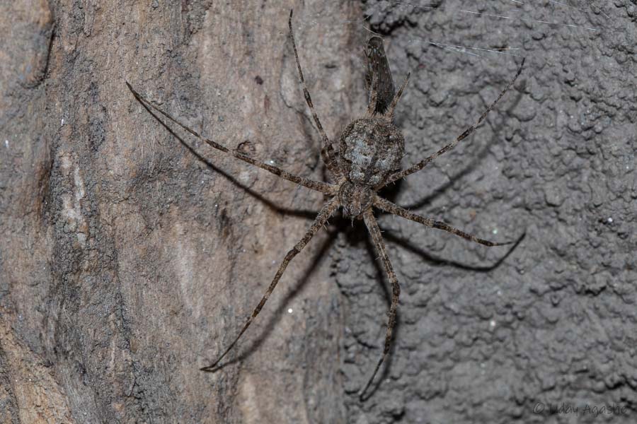 Two tailed Spider