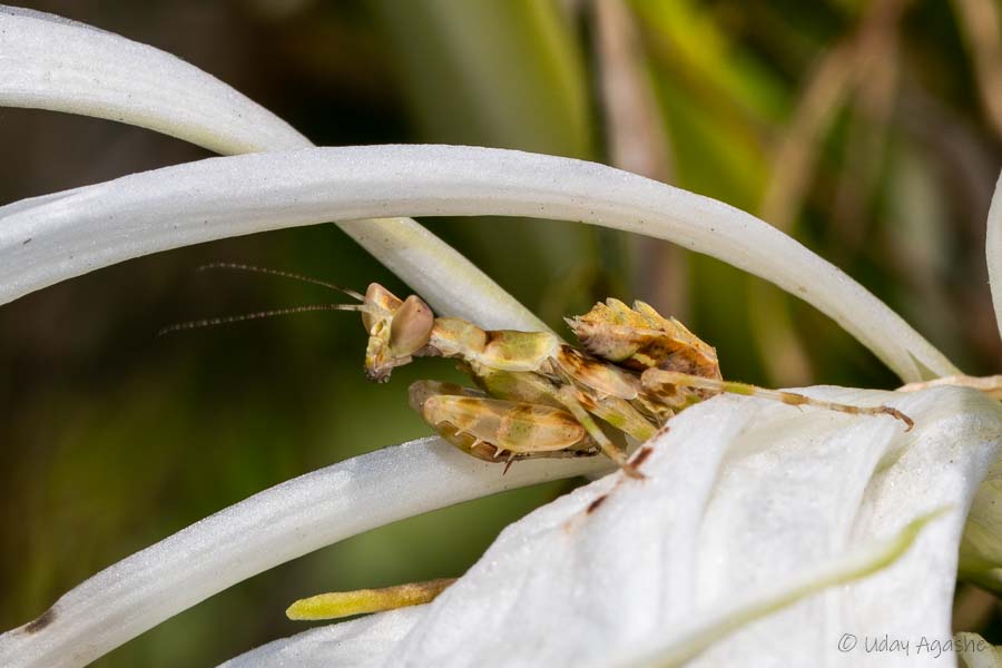 Fruit Mantis insect