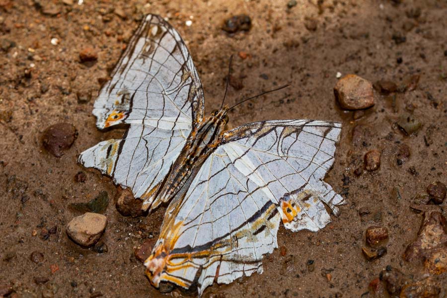 Common Map Butterfly