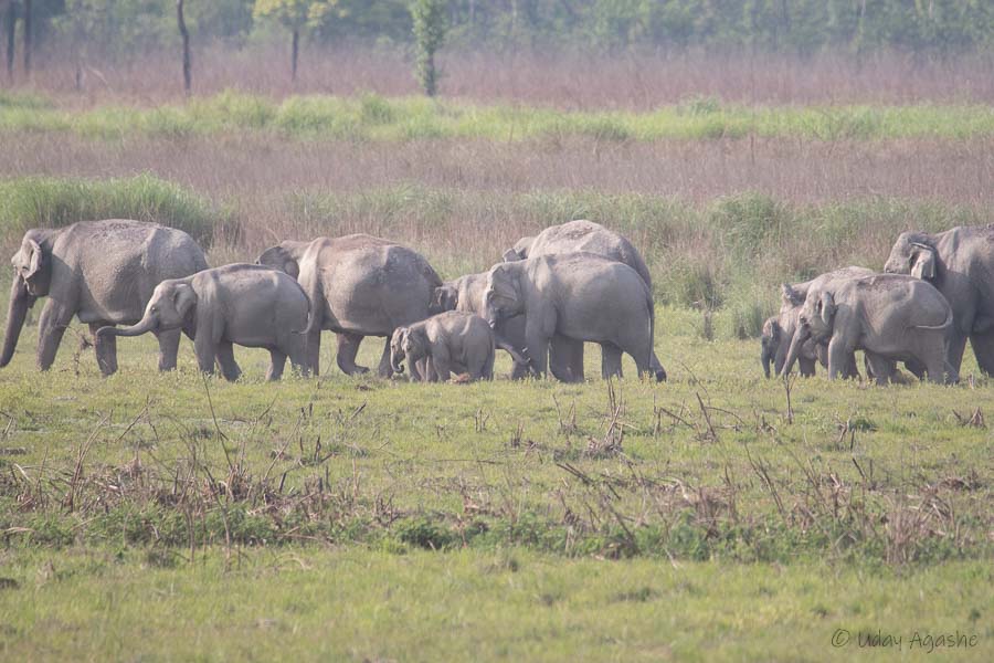 Elephants in the habitat