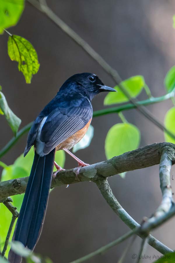 White-rumped Shamam