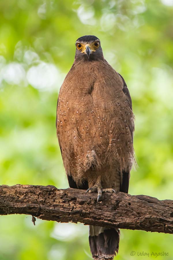 Crested Serpent Eagle