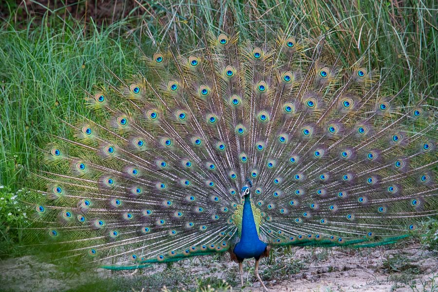 Indian Peafowl 